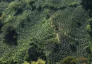Paisaje Cultural Cafetero celebra 15 años de su declaratoria