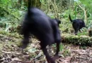 CARDER alerta nuevamente por perros ferales