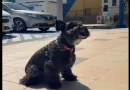 Comfamiliar Risaralda celebrará este sábado el Día del Animal de Compañía en Dosquebradas