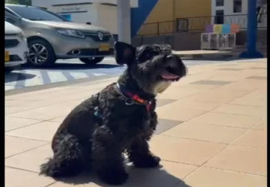 Comfamiliar Risaralda celebrará este sábado el Día del Animal de Compañía en Dosquebradas